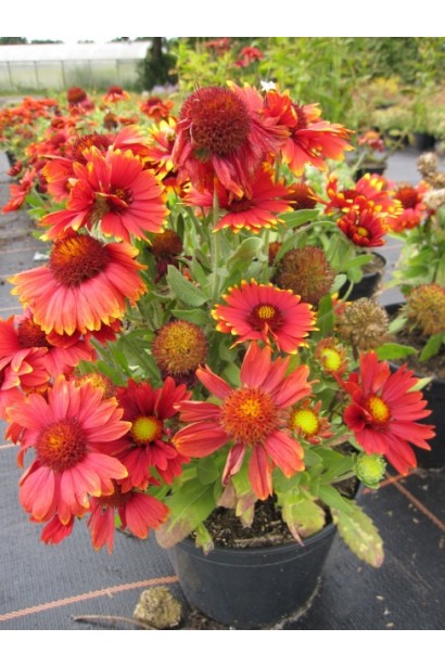 Гайлардія великоквіткова ’Арізона Ред Шейдз’ в контейнері